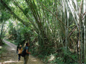 The Forest Breath: ประสบการณ์ สัมผัสป่า