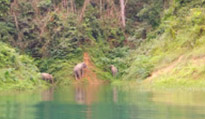The Forest Breath: ประสบการณ์ สัมผัสป่า