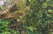The Forest Breath: ประสบการณ์ สัมผัสป่า