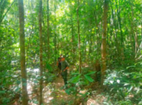The Forest Breath: ประสบการณ์ สัมผัสป่า