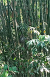 The Forest Breath: ประสบการณ์ สัมผัสป่า
