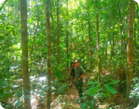 The Forest Breath: ประสบการณ์ สัมผัสป่า