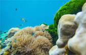 เช่าเหมาลำเรือ เกาะรอกนอก เกาะรอกใน