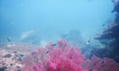 เช่าเหมาลำเรือ เกาะห้า