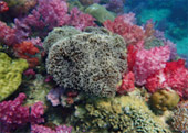 Historical Archipelago: ดึกดำบรรพ์ - สร้างสรรค์ 4 วัน 3 คืน ตะรุเตา อาดัง ราวี 