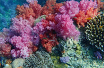 Historical Archipelago: ดึกดำบรรพ์ - สร้างสรรค์ 4 วัน 3 คืน ตะรุเตา อาดัง ราวี 