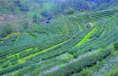Cold Land ปาย + อ่างขาง..เสียงเพรียก จากความหนาวเหน็บ