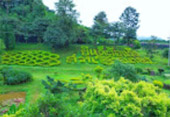 Cold Land ปาย + อ่างขาง..เสียงเพรียก จากความหนาวเหน็บ