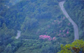 Cold Land ปาย + อ่างขาง..เสียงเพรียก จากความหนาวเหน็บ