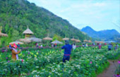 Cold Land ปาย + อ่างขาง..เสียงเพรียก จากความหนาวเหน็บ