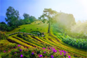 Cold Land ปาย + อ่างขาง..เสียงเพรียก จากความหนาวเหน็บ