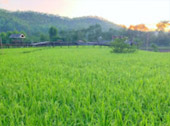 บ้านรักไทย: Fog Village 3 วัน 2 คืน
