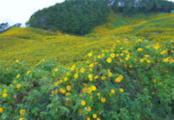 Flowers on Hight 1600
