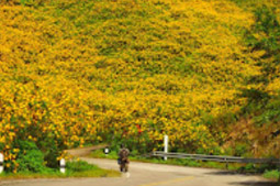 Flowers on Hight 1600