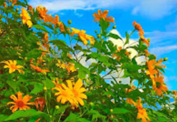 Flowers on Hight 1600