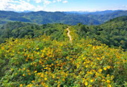 Flowers on Hight 1600