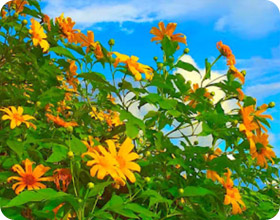 Flowers on Hight 1600 แม่ฮ่องสอน ปางอุ๋ง – 3 วัน 2 คืน