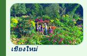 ทริปท่องเที่ยวเชียงใหม่