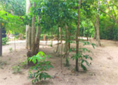 10 วัน 4 จังหวัด นครศรีธรรมราช กระบี่ พัทลุง ตรัง