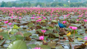 10 วัน 4 จังหวัด นครศรีธรรมราช กระบี่ พัทลุง ตรัง
