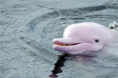 Dolphins and Mr. Khai เช้าเย็นกลับ