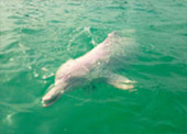Dolphins and Mr. Khai เช้าเย็นกลับ