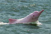 Dolphins and Mr. Khai เช้าเย็นกลับ