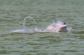 Dolphins and Mr. Khai เช้าเย็นกลับ