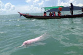 Dolphins and Mr. Khai เช้าเย็นกลับ