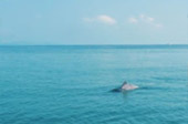 Dolphins and Mr. Khai เช้าเย็นกลับ