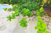 3 เกาะ ทัวร์ทะเล นครศรีธรรมราช ทัวร์เต็มวัน