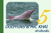 Dolphins and Mr. Khai เช้าเย็นกลับ