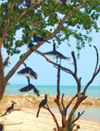 A pristine island: เกาะพะลวย