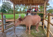 Pristine South: 3 วัน 2 คืน สุราษ นครศรีธรรมราช