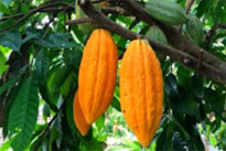 1 + 1 = 3 นครศรีธรรมราช