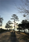 Cannot see the wood for tree: พิษณุโลก 4 วัน 3 คืน