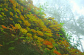 Cannot see the wood for tree: พิษณุโลก 4 วัน 3 คืน
