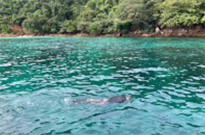 Surprices Gorgeous  เต็มวัน เกาะนาวโอพี