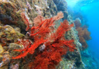 Surprices Gorgeous  เต็มวัน เกาะนาวโอพี