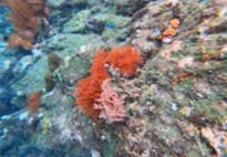Scenario Islands เกาะนาวโอพี เกาะหัวใจมรกต