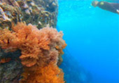 Scenario Islands เกาะนาวโอพี เกาะหัวใจมรกต