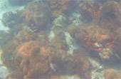 Scenario Islands เกาะนาวโอพี เกาะหัวใจมรกต