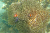 Scenario Islands เกาะนาวโอพี เกาะหัวใจมรกต