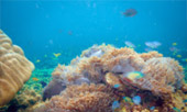 Scenario Islands เกาะนาวโอพี เกาะหัวใจมรกต