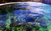 Scenario Islands เกาะนาวโอพี เกาะหัวใจมรกต