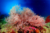 Scenario Islands เกาะนาวโอพี เกาะหัวใจมรกต