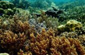 Scenario Islands เกาะนาวโอพี เกาะหัวใจมรกต