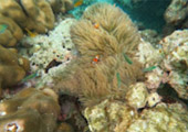 Thai Islands เกาะสุรินทร์ ระนอง ทะเลไทย 3 วัน 2 คืน