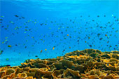 Thai Islands เกาะสุรินทร์ ระนอง ทะเลไทย 3 วัน 2 คืน