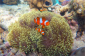 Dream Islands : 3 เกาะในฝัน
